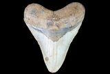 Bargain, Megalodon Tooth - North Carolina #84001-1